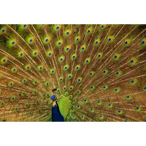 South Carolina-Charleston Peacock displaying spring tail feathers